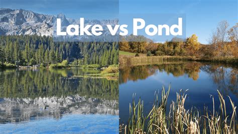 pond vs lake|which phrases describe both lakes and ponds.